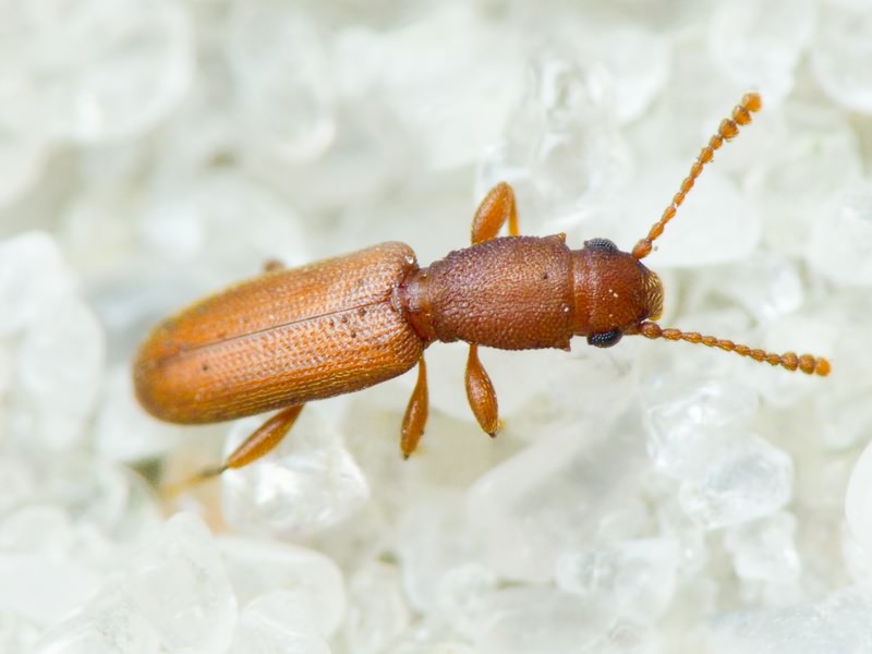 Silvanus unidentatus (A. G. Olivier, 1790)